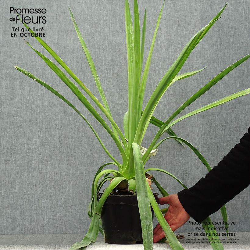 Spécimen de Furcraea longaeva Pot de 4L/5L tel que livré en automne