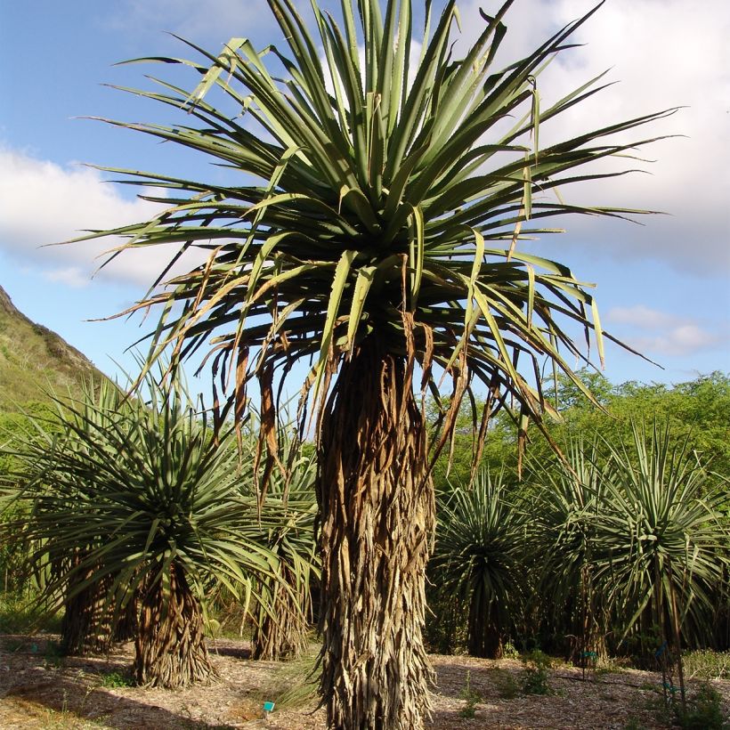 Furcraea macdougallii (Port)