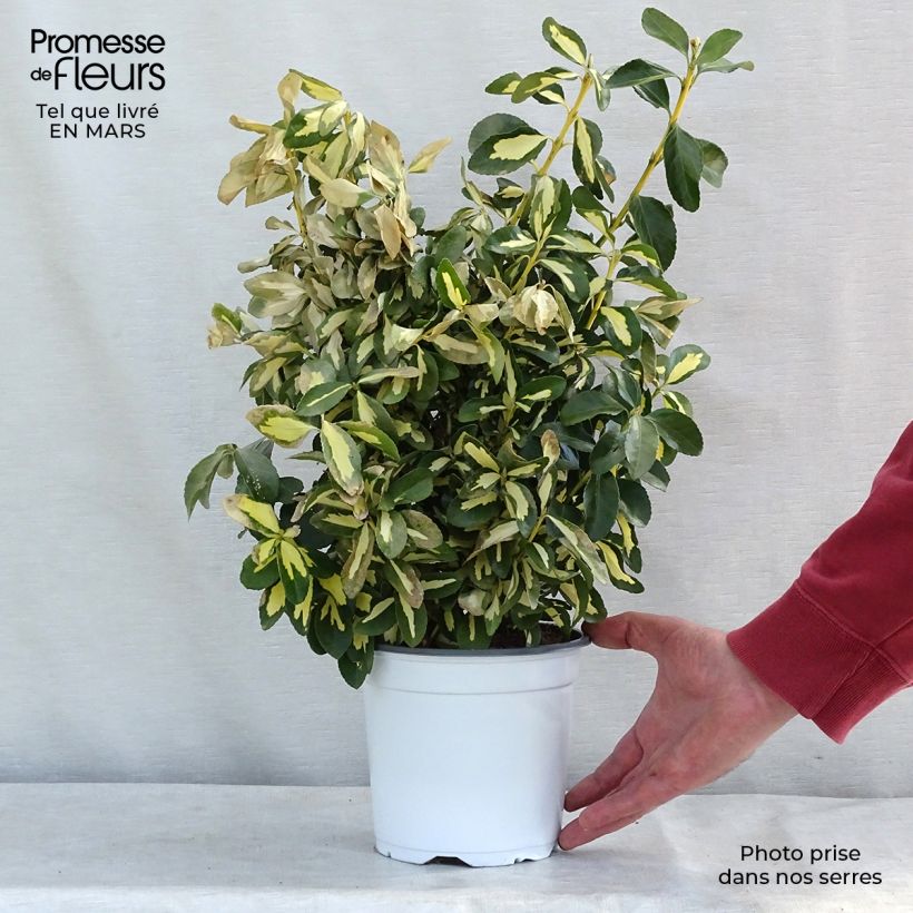 Spécimen de Fusain du Japon - Euonymus japonicus Duc d'Anjou en pot de 3L/4L tel que livré au printemps