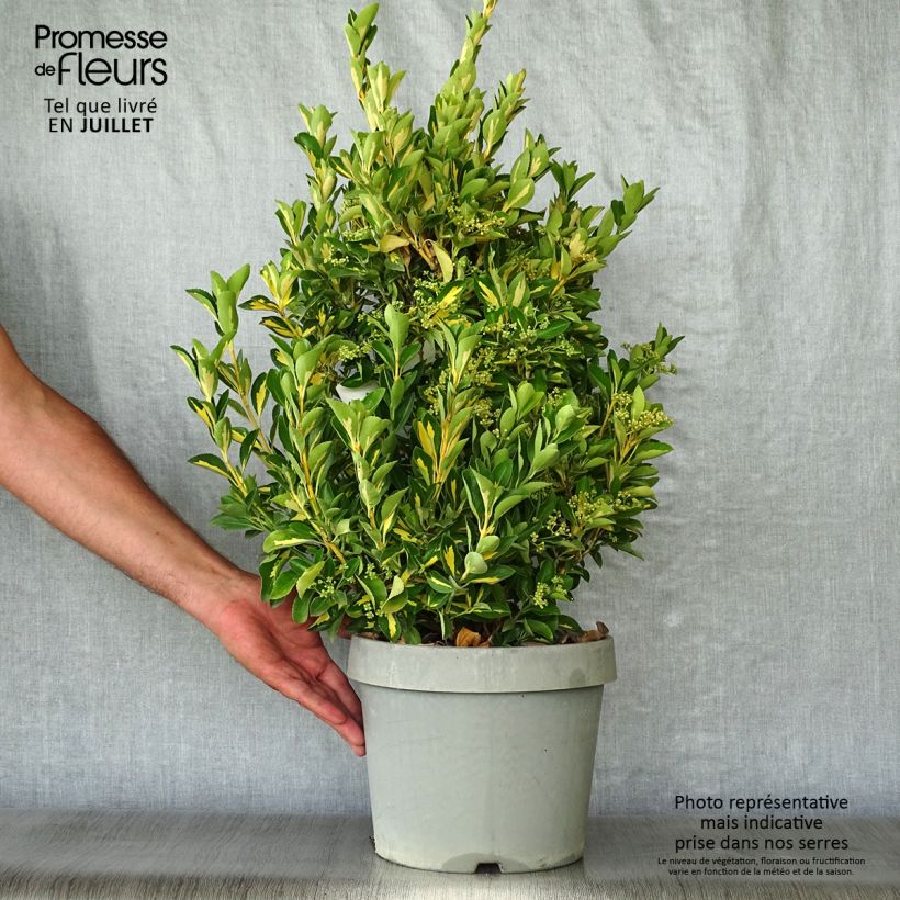 Spécimen de Fusain du Japon - Euonymus japonicus Duc d'Anjou Pot de 3L/4L tel que livré en été