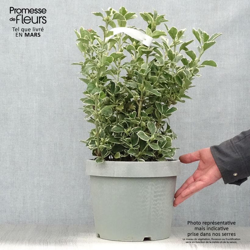 Spécimen de Fusain du Japon - Euonymus japonicus Silver King Pot de 7.5L/10L tel que livré au printemps