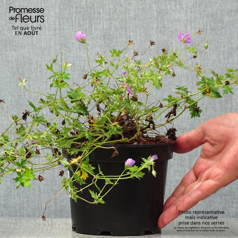 Spécimen de Géranium vivace Blushing Turtle Pot de 2L/3L tel que livré en été