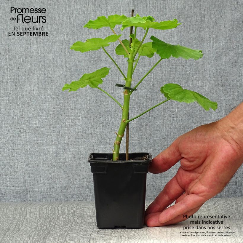 Spécimen de Géranium zonale Crystal Palace Gem - Pelargonium fantaisie Godet de 7/8 cm tel que livré en automne