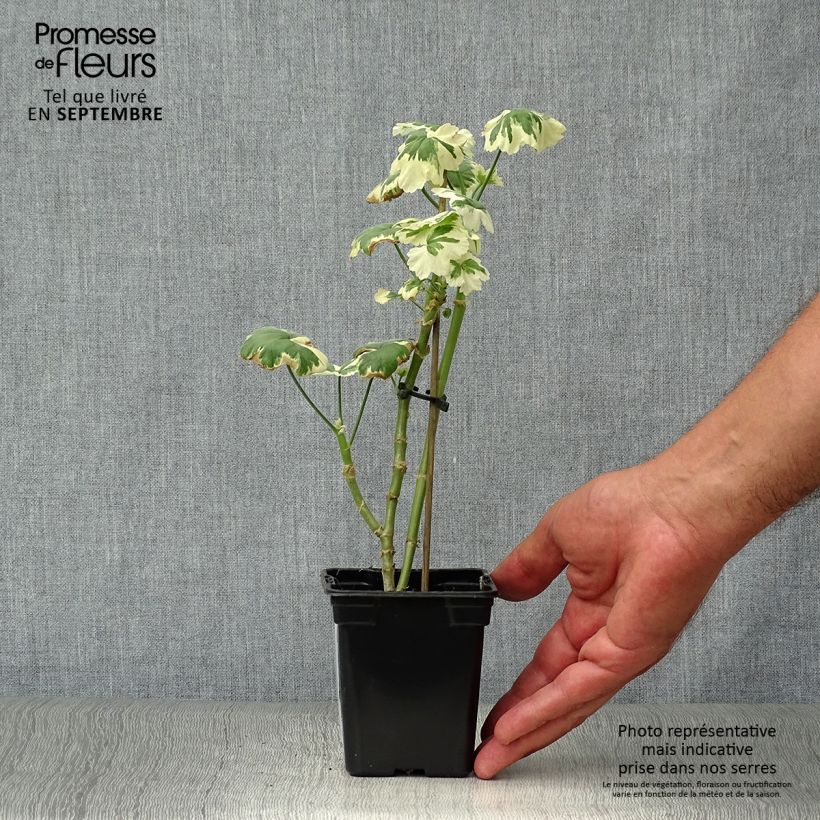 Spécimen de Géranium zonale Franck Headley - Pelargonium fantaisie tel que livré en automne