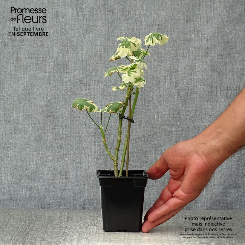 Spécimen de Géranium zonale Franck Headley - Pelargonium fantaisie Godet de 7/8 cm tel que livré en automne