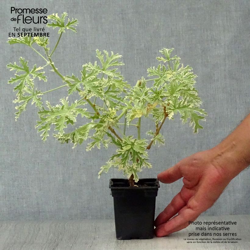 Spécimen de Pelargonium - Géranium parfumé Grey Lady Plymouth tel que livré en automne