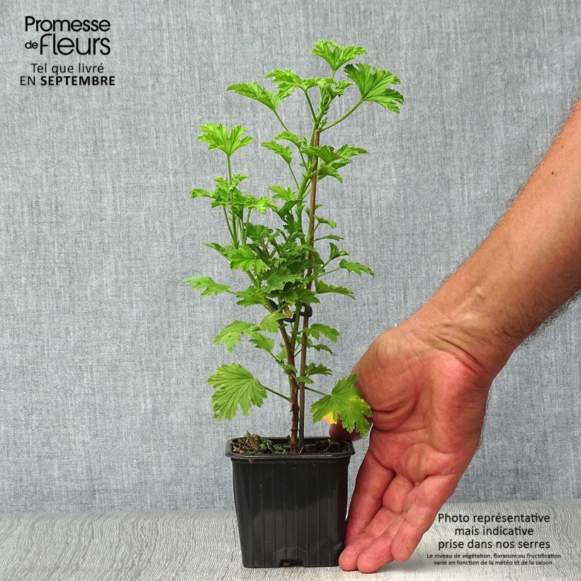 Spécimen de Pélargonium odorant Lemon fancy - Géranium d'odeur au puissant parfum de citronelle. Godet de 7/8 cm tel que livré en automne