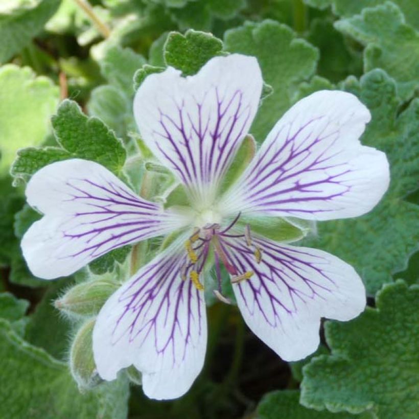 Géranium vivace renardii (Floraison)