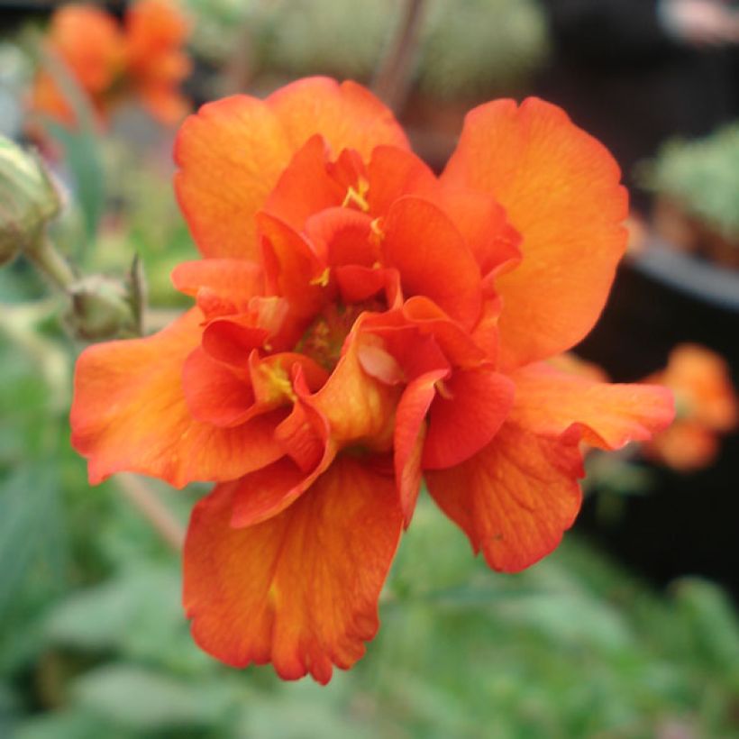 Geum Prinses Juliana - Benoite orange et jaune (Floraison)