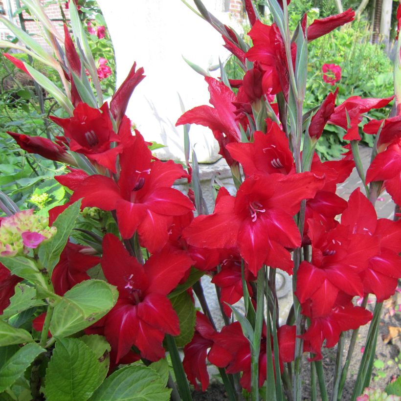 Gladiolus colvillei Red Drizzle - Glaïeul nain écarlate (Floraison)