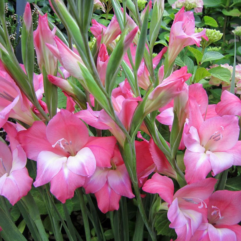 Glaieul ou Gladiolus tubergenii Charming Beauty (Floraison)