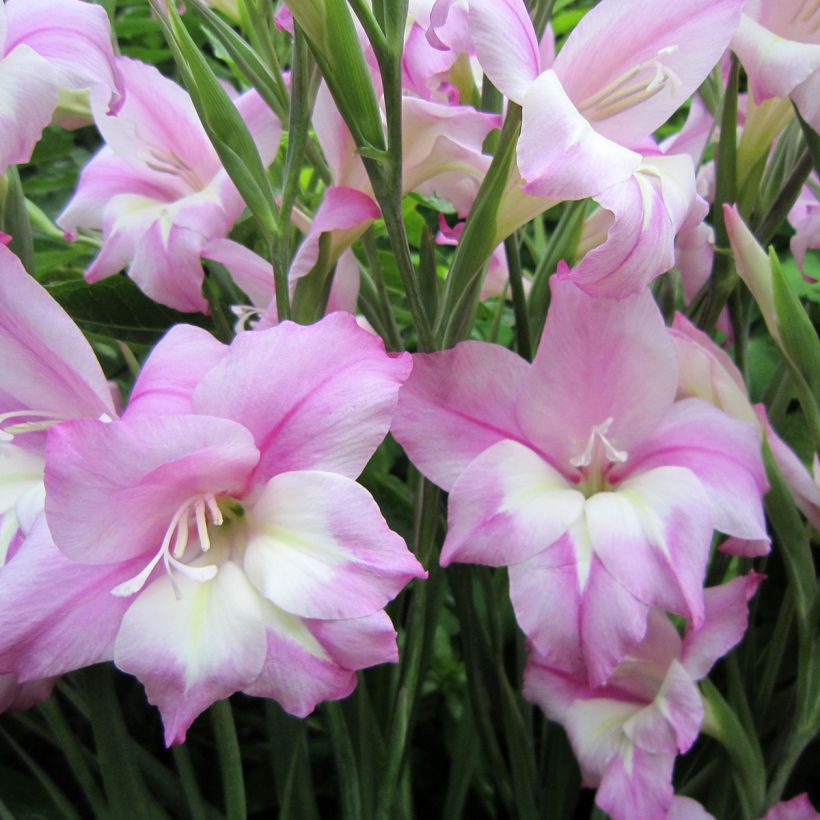 Glaieul ou Gladiolus tubergenii Charming Henry (Floraison)