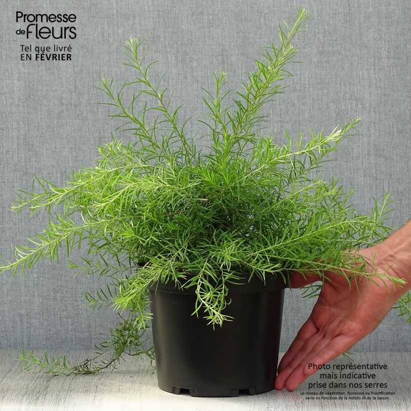 Spécimen de Grevillea rosmarinifolia  Pot de 2L/3L tel que livré en automne