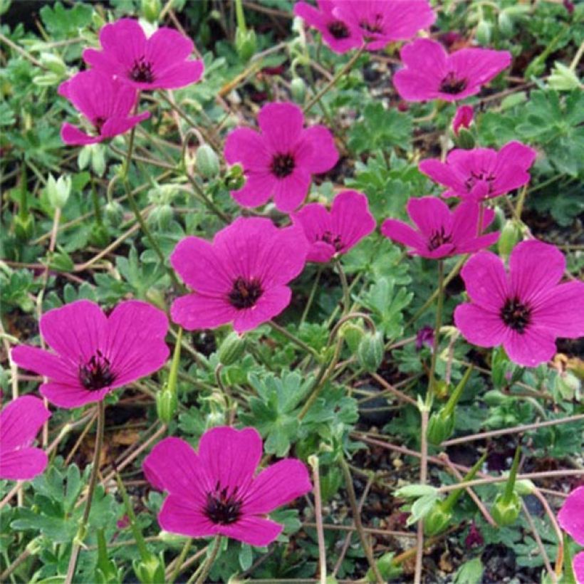 Géranium vivace cinereum v. subcaulescens Giuseppii (Floraison)