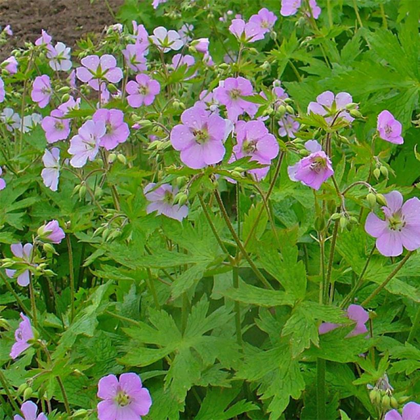 Géranium vivace maculatum (Floraison)