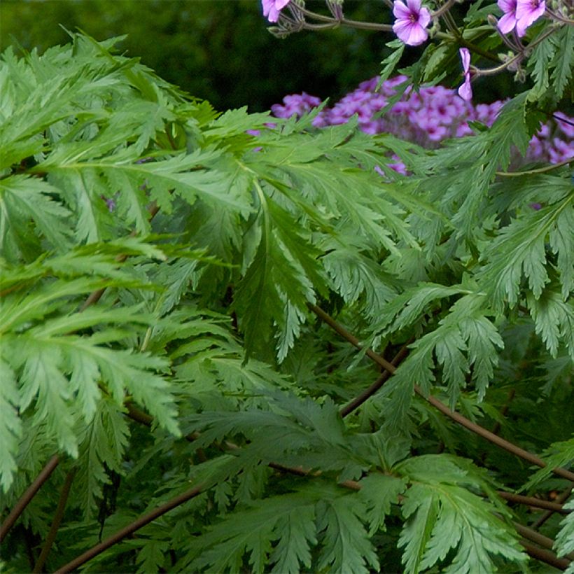 Géranium maderense - Géranium de Madère (Feuillage)