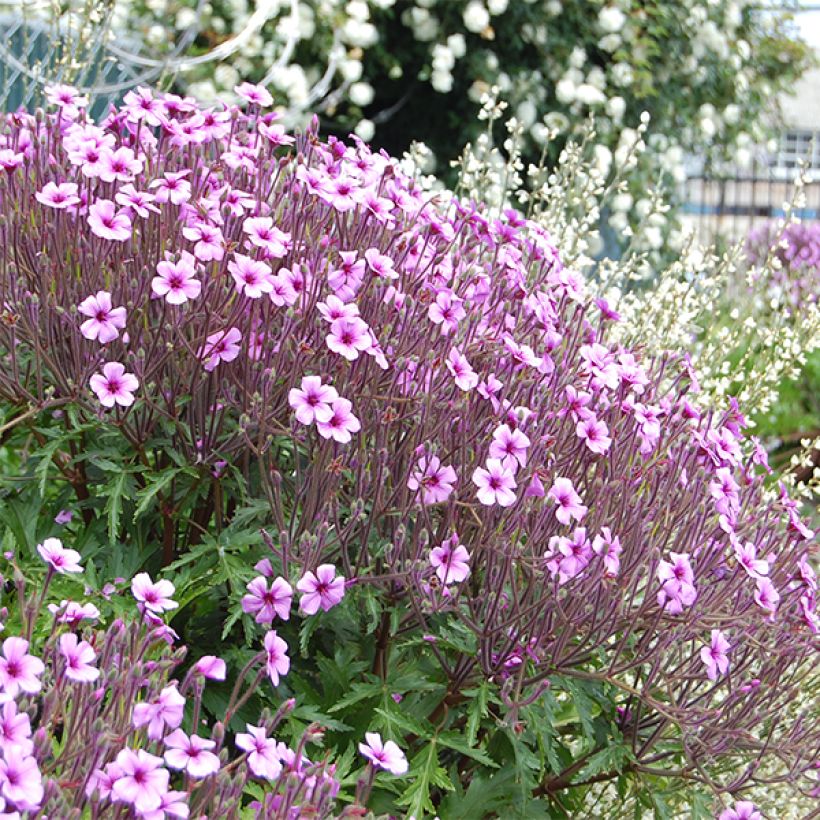 Géranium maderense - Géranium de Madère (Floraison)