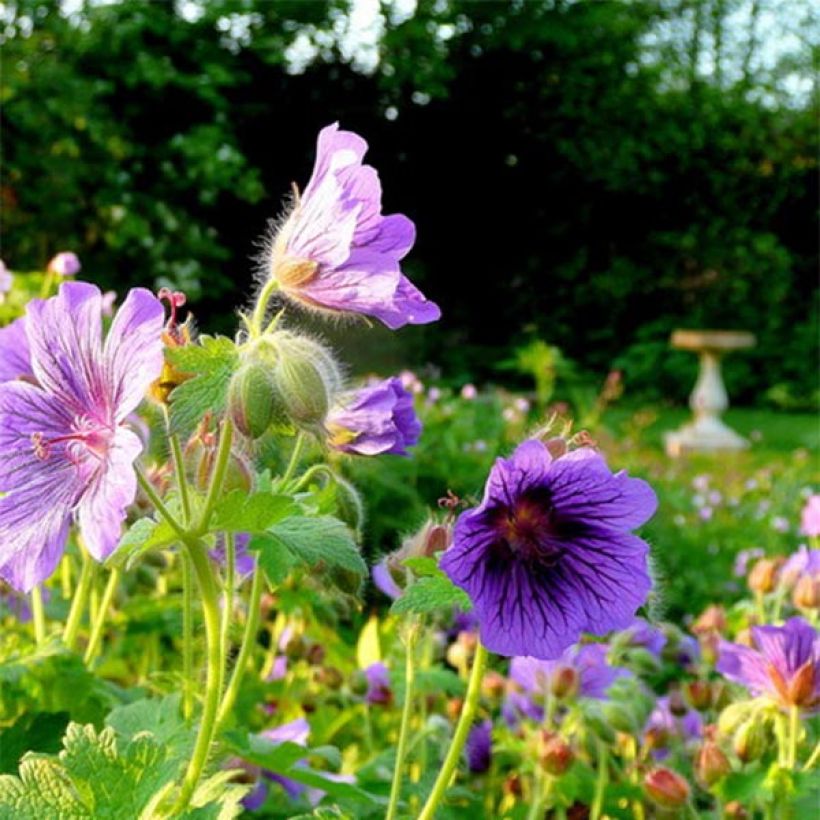 Géranium vivace magnificum Blue Blood (Floraison)