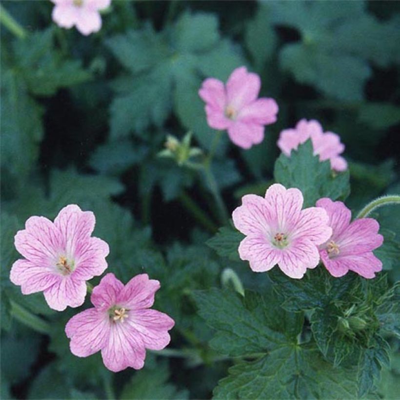 Géranium vivace oxonianum Claridge Druce (Floraison)