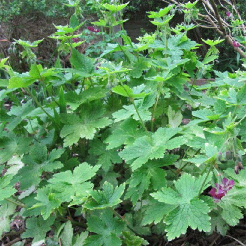 Géranium vivace phaeum (Feuillage)