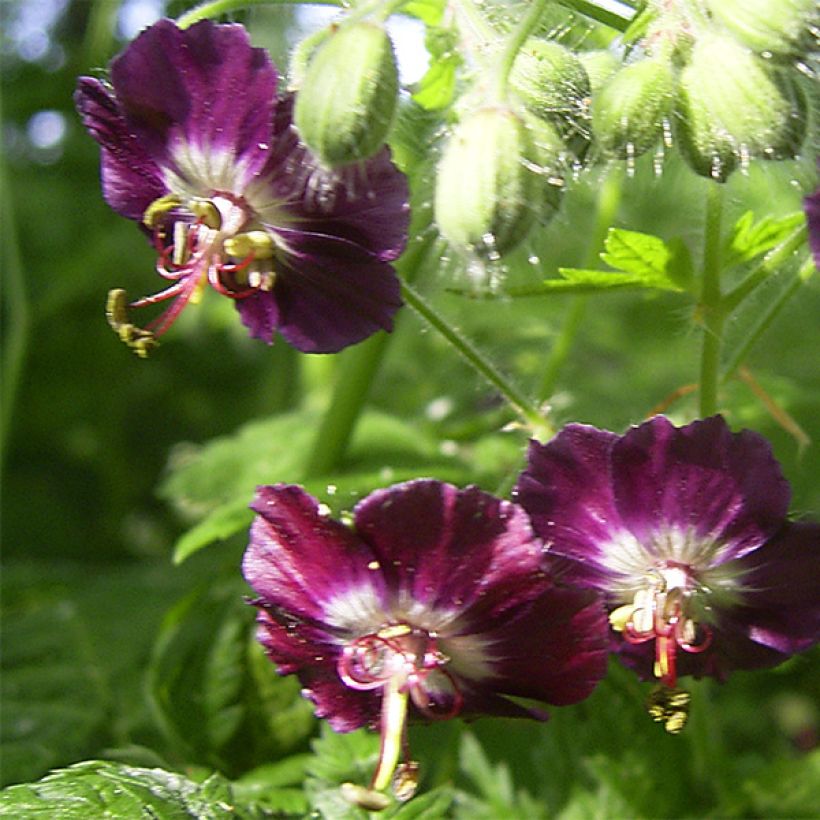 Géranium vivace phaeum (Floraison)