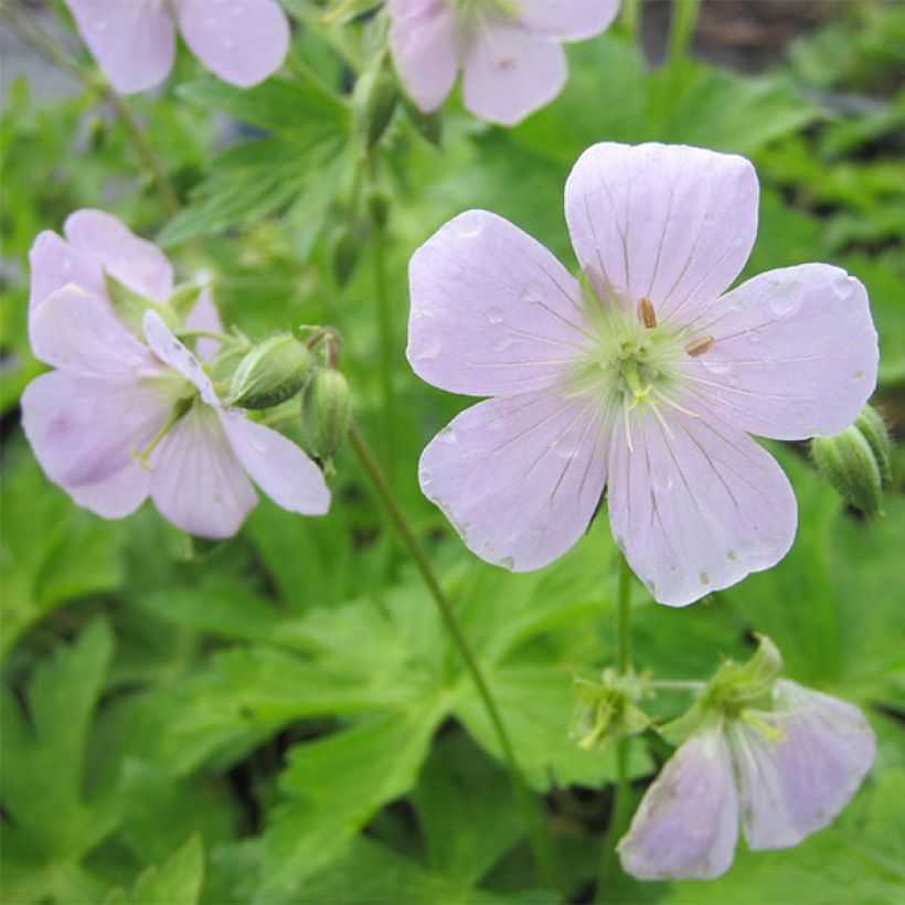 Géranium vivace maculatum Chatto (Floraison)