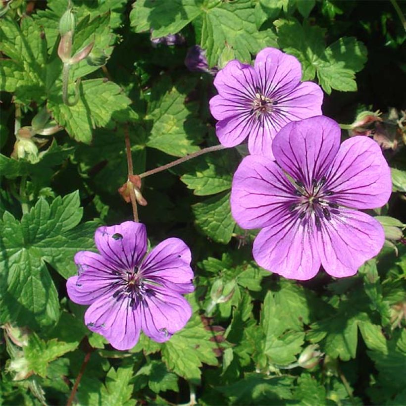 Géranium vivace Pink Penny (Floraison)