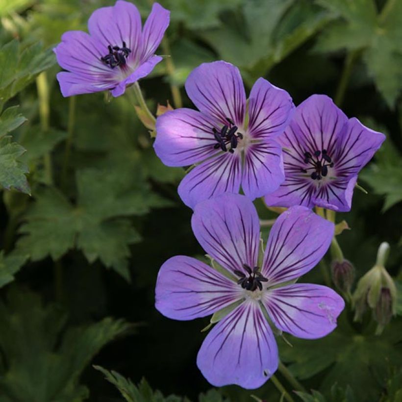 Géranium vivace Rise and Shine (Floraison)