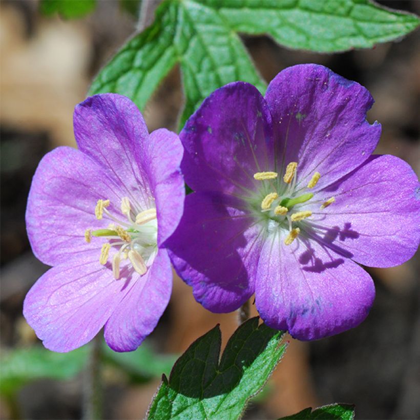 Géranium vivace Spinners (Floraison)