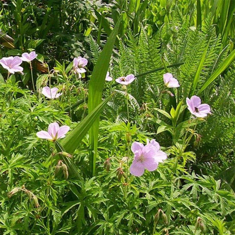 Géranium vivace clarkei Kashmir Pink (Floraison)