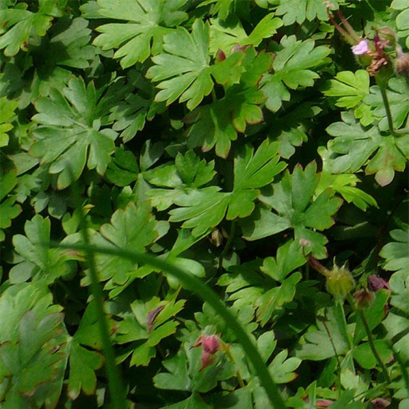 Géranium vivace dalmaticum Bressingham Pink (Feuillage)