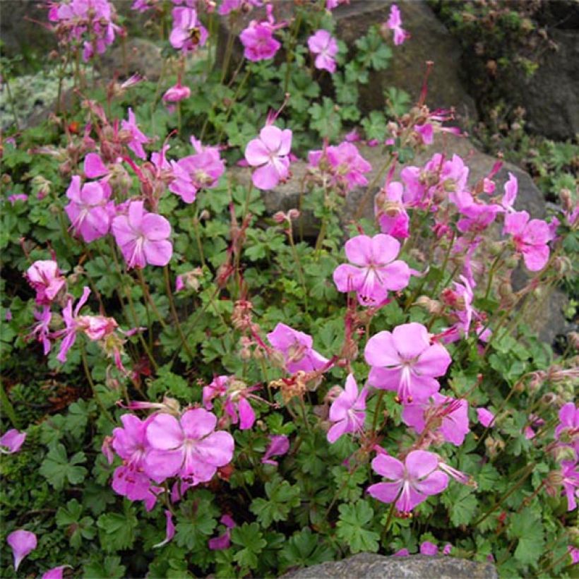 Géranium vivace dalmaticum Bressingham Pink (Floraison)