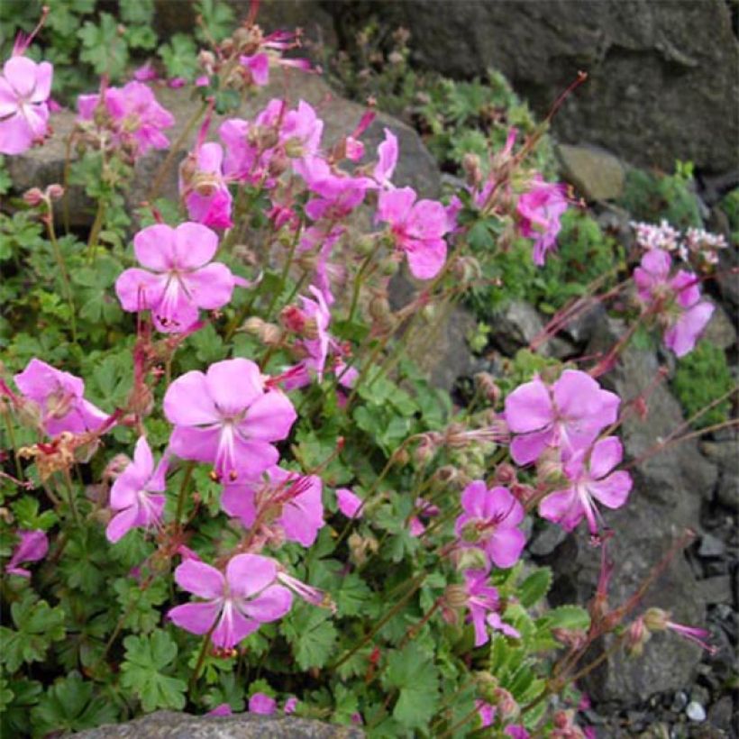 Géranium vivace dalmaticum Bressingham Pink (Port)