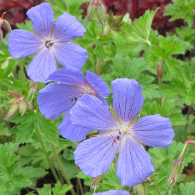 Géranium vivace himalayense (Floraison)