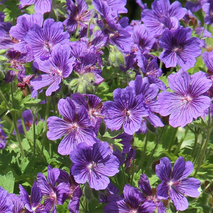 Géranium vivace ibericum Vital -  Geranium vivace d'Ibérie (Floraison)