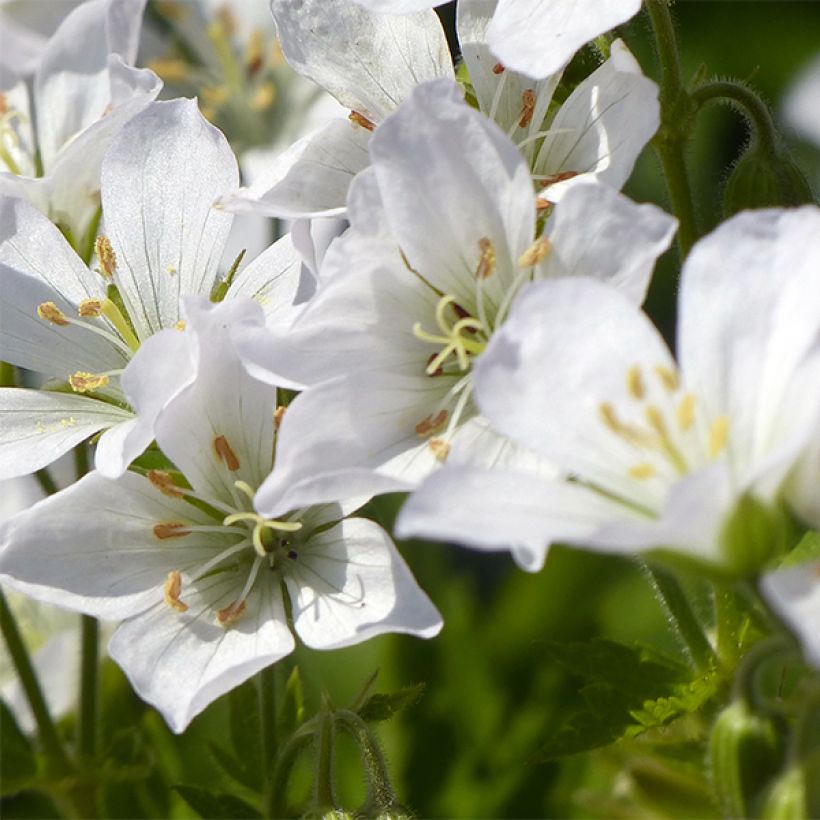 Géranium vivace maculatum var. album (Floraison)