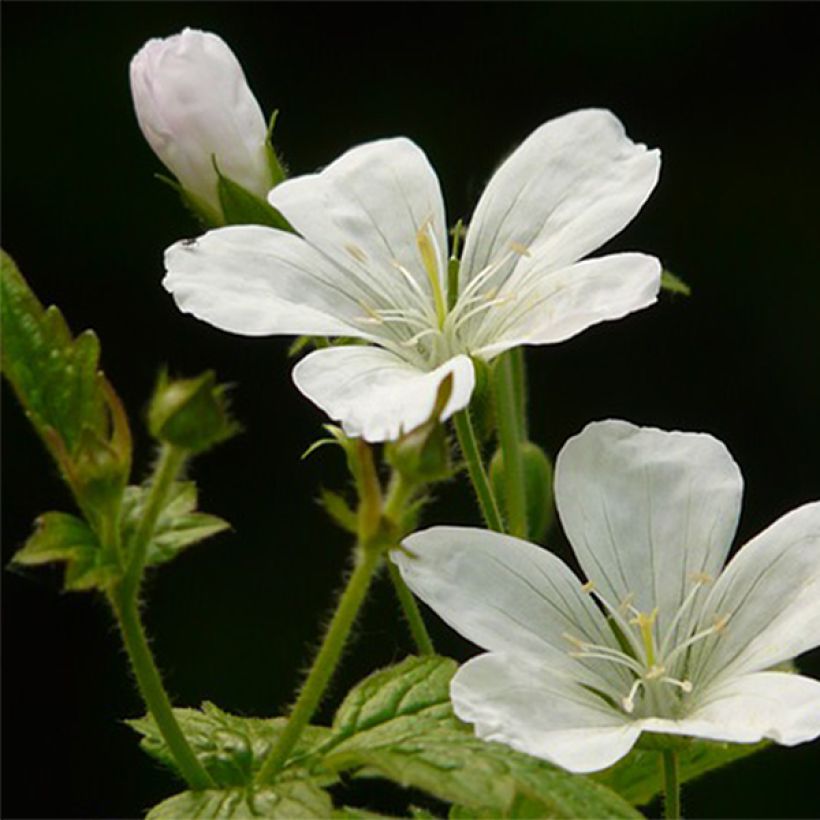 Géranium vivace nodosum Silverwood (Floraison)