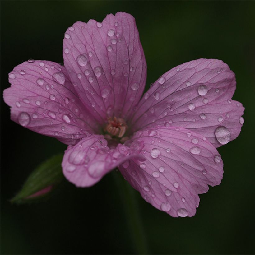 Géranium vivace oxonianum Rosenlicht (Floraison)
