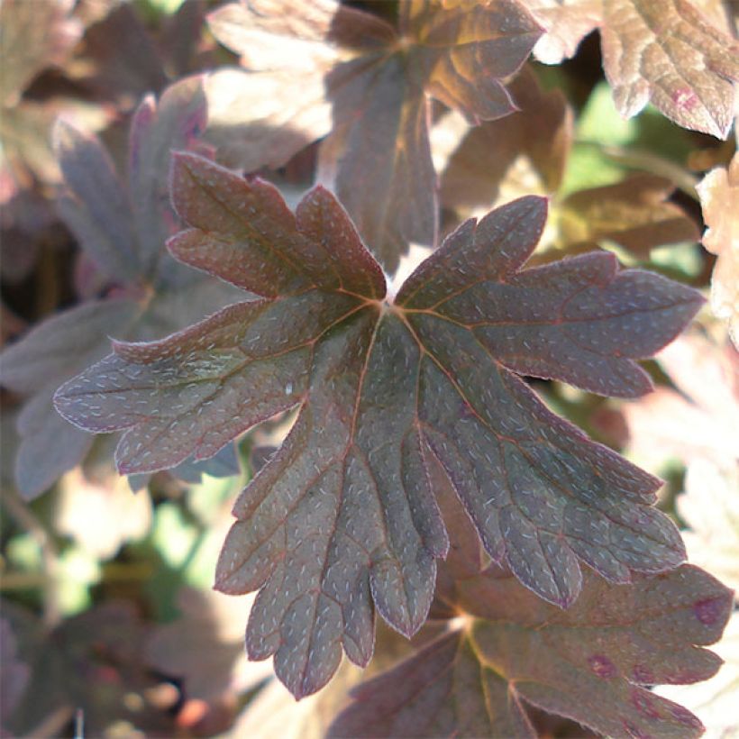 Géranium vivace oxonianum Sanne (Feuillage)