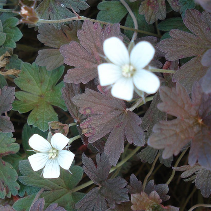 Géranium vivace oxonianum Sanne (Floraison)