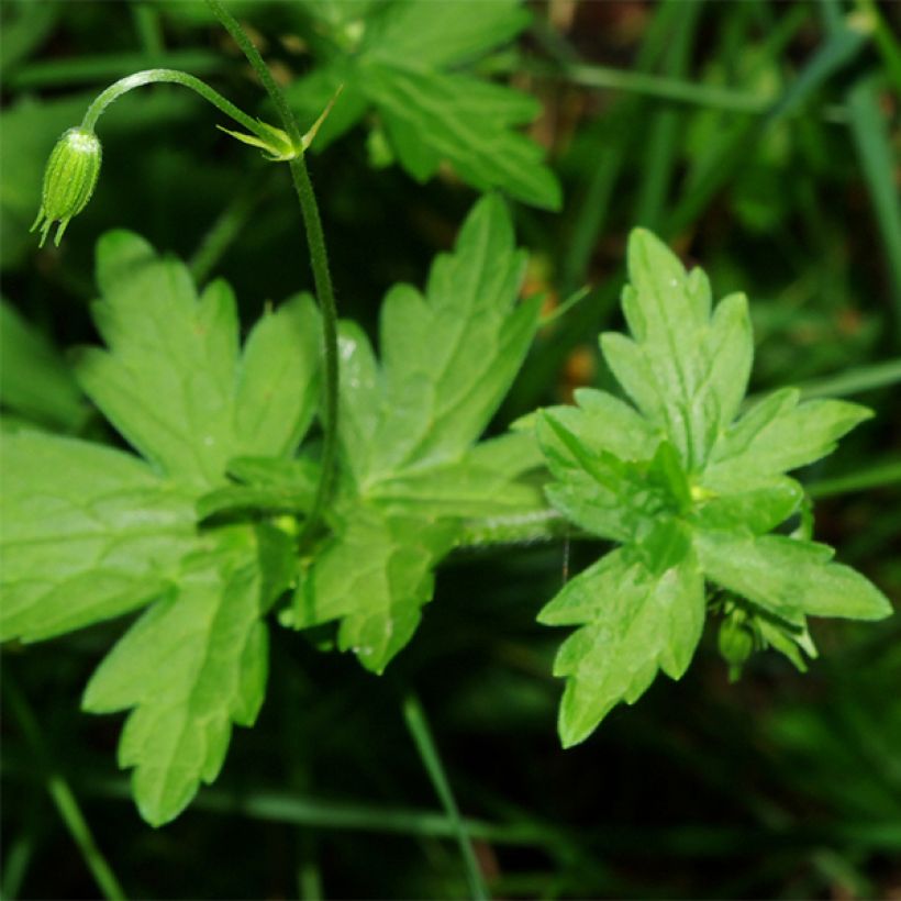 Géranium vivace palustre (Feuillage)