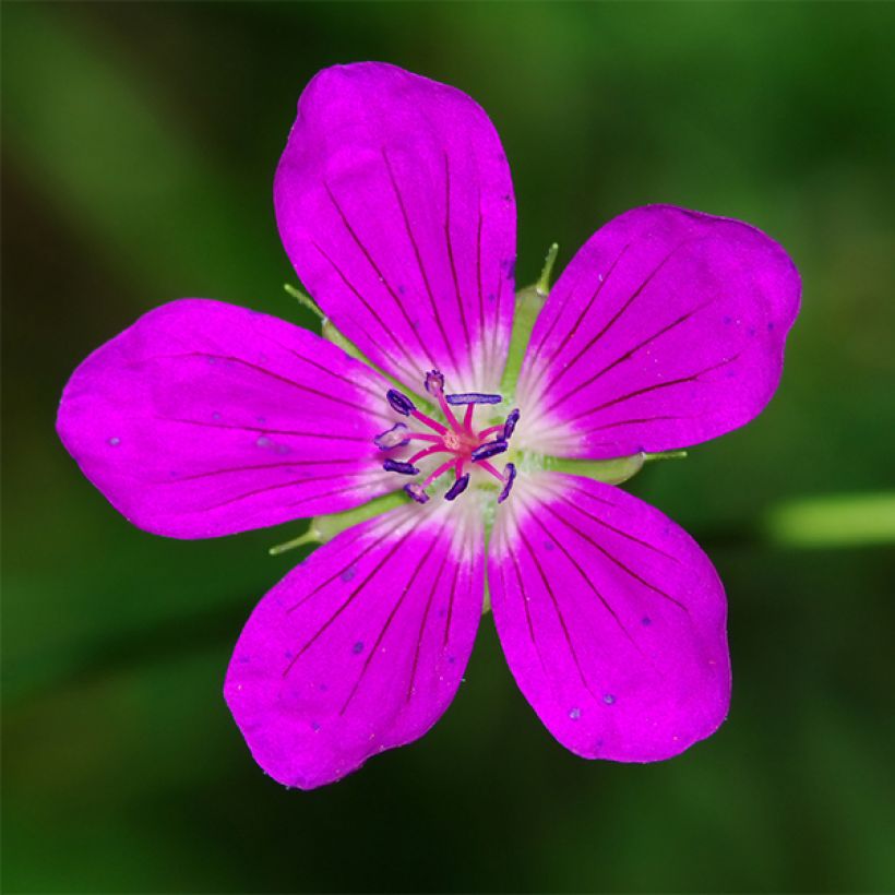 Géranium vivace palustre (Floraison)