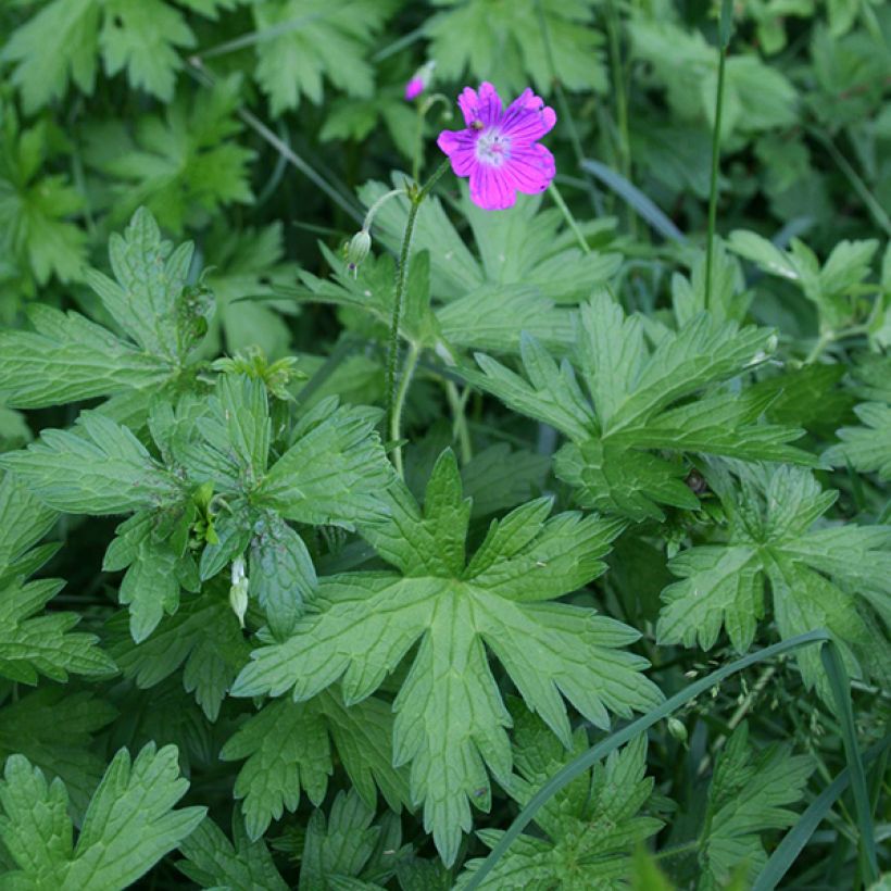 Géranium vivace palustre (Port)