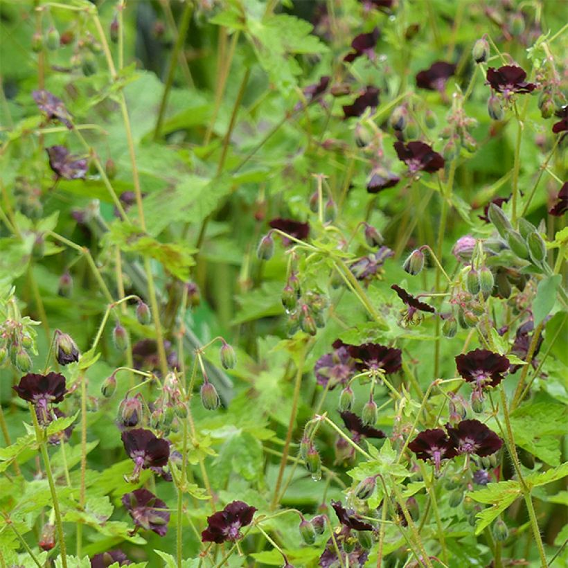 Géranium vivace phaeum Angelina (Floraison)