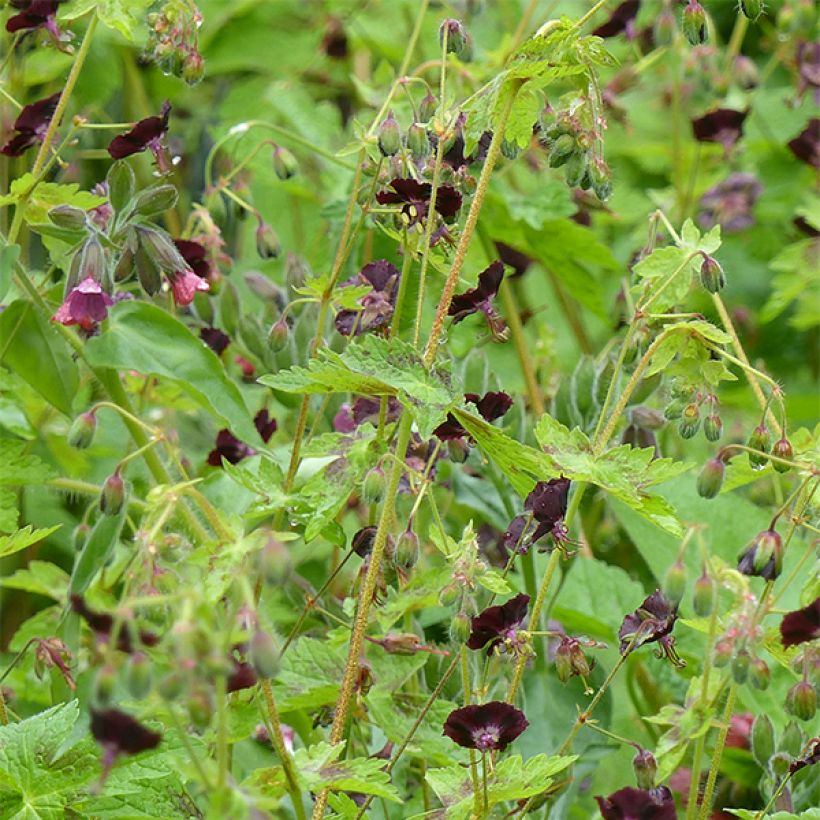 Géranium vivace phaeum Angelina (Port)