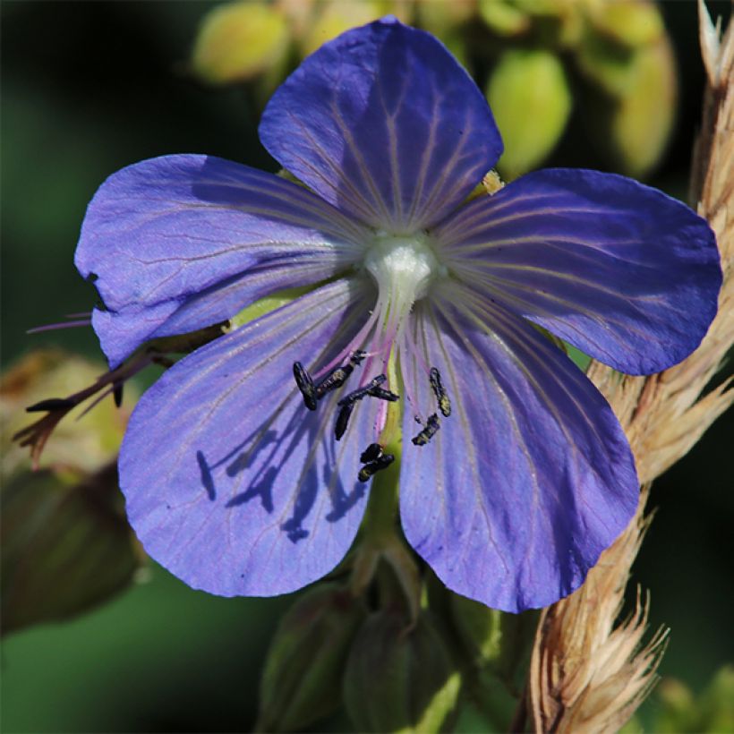 Géranium vivace pratense Cluden Sapphire - Géranium des près bleu (Floraison)