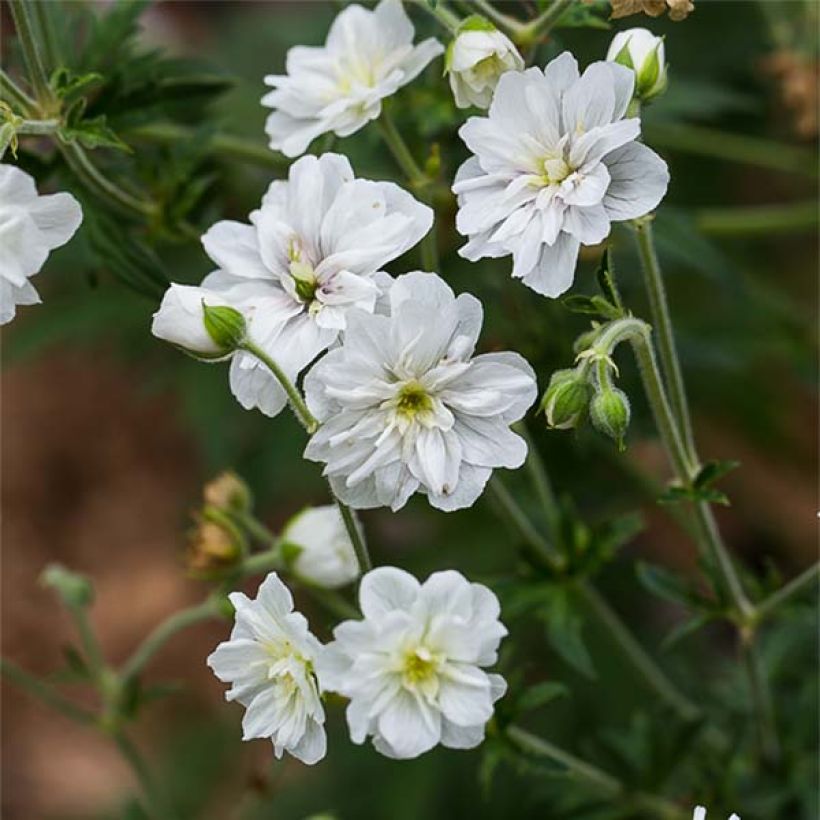 Géranium vivace pratense Double Jewel - Géranium des prés (Floraison)