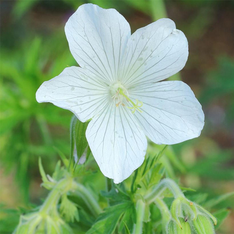 Géranium vivace pratense Galactic - Géranium des près blanc (Floraison)