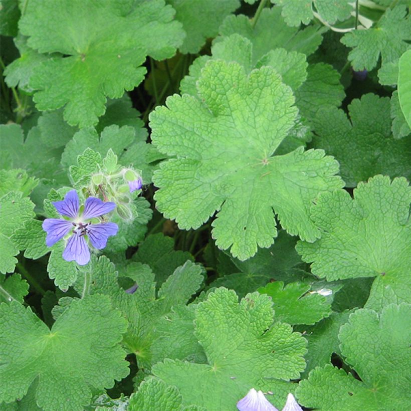 Géranium vivace Philippe Vapelle (Feuillage)