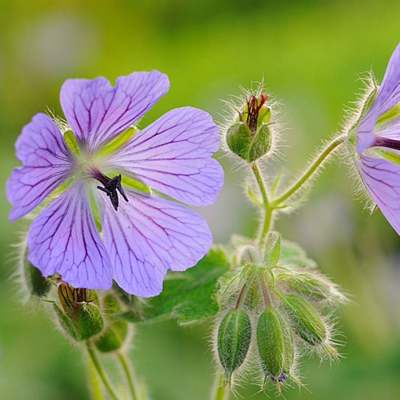 Géranium vivace Philippe Vapelle (Floraison)